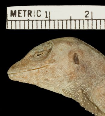 Media type: image; Herpetology R-8544